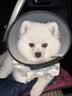 皇家狗粮 博美成犬狗粮 犬粮 宠物小型犬 PM26 全价犬粮 ≥8月 2KG 实拍图