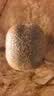 佳沛（zespri）新西兰金奇异果22粒巨大原箱146-175g猕猴桃水果礼盒 实拍图