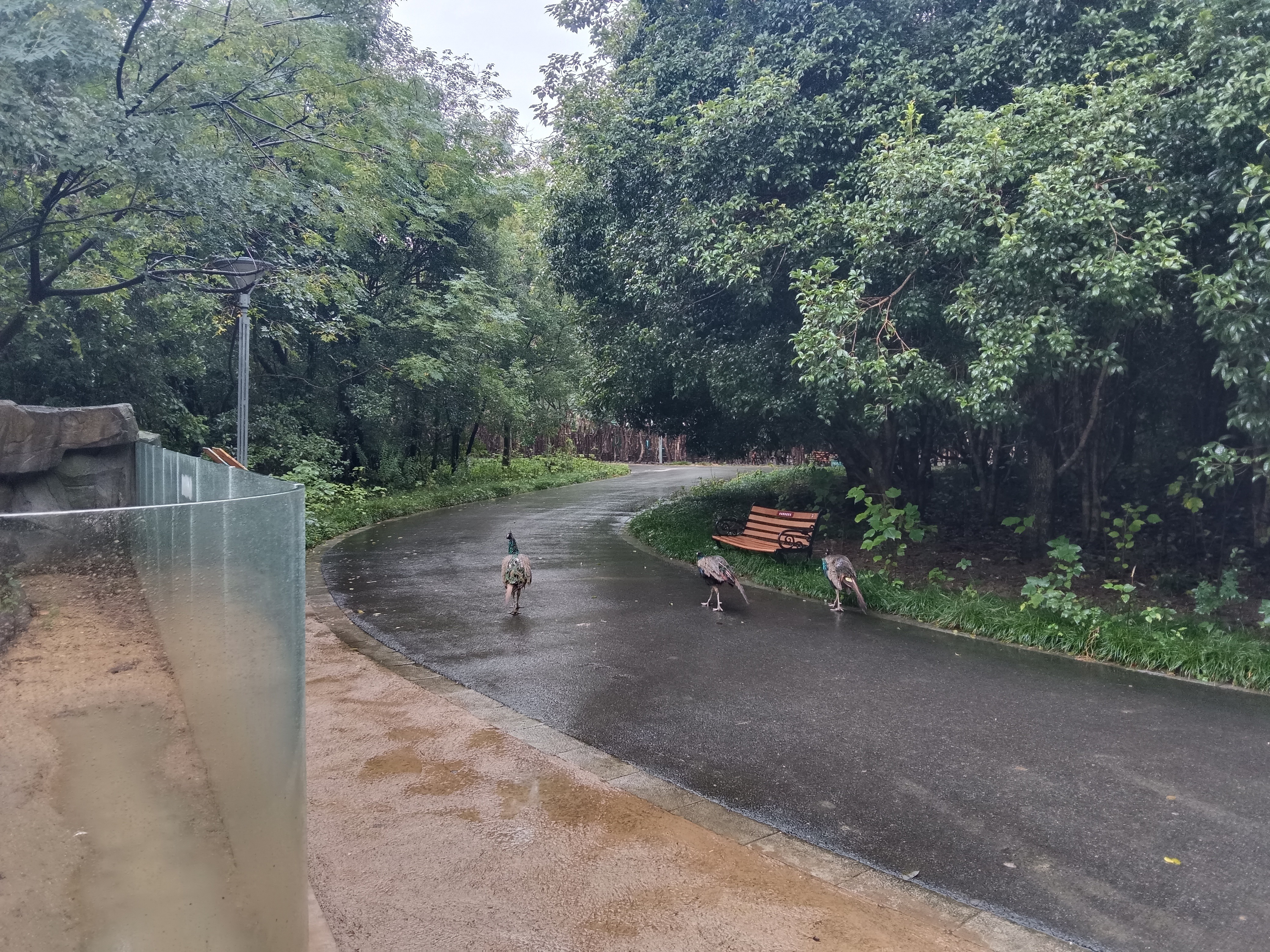 正雨雨衣成人长款全身防暴雨一体式电动车骑行单人加大加厚风衣式雨披 实拍图