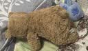 Jellycat巴塞罗熊动物毛绒玩偶儿童安抚公仔小熊潮玩送礼生日新婚礼物 巴塞罗熊 Large 实拍图
