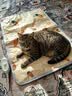 HELLOJOY宠物电热毯防水恒温加热垫狗窝猫窝专用冬天窝猫咪狗狗保暖电褥子 实拍图