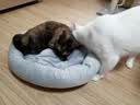 派乐特 猫窝狗窝保暖冬季秋天宠物猫咪毯垫子睡袋 灰色M+头枕 实拍图