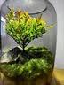 封茗【生命之树】生态瓶苔藓微景观青苔造景缸植物办公室绿植桌面盆栽 生命之树微景观(烟灰款) 实拍图