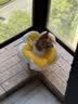 华元宠具（hoopet）猫咪伊丽莎白圈幼猫项圈宠物狗狗耻辱颈圈脖圈头套犬防舔防咬头罩 实拍图