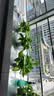 植男植女绿萝盆栽除甲醛新房绿植室内办公室吸甲醛净化空气植物源头直发 实拍图