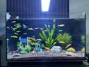 江森水族50*30*30黑色小型鱼缸办公室背滤生态免换水自循环超白玻璃水族箱 实拍图
