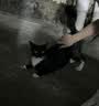 宠物成幼猫湿粮零食鱼油猫条金枪鱼鸡肉三文鱼补水拌饭龟条鼠条 颤栗鸡肉味 6支装（试吃装） 实拍图