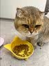 卫仕每日营养猫干粮膳食莓果力全价全阶段鲜肉猫粮50g 实拍图