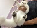 皇家猫粮 美短成猫粮 ASA31 通用粮 12月以上 4.5KG 实拍图