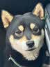 LEGENDSANDY蓝氏狗粮真鲜乳鸽中小型犬泰迪比熊生骨肉冻干鲜肉犬粮4.5kg9斤 实拍图