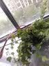 行湘常春藤盆栽植物室内垂吊植物净化空气除甲醛四季常青吊兰源头直发 实拍图