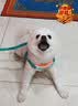 茨格曼狗绳牵引绳狗链子胸背带遛狗绳子中小型犬宠物用品 实拍图
