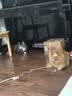 喵先生宠物航空箱大号猫咪拉杆箱狗狗托运猫笼外出箱便携笼子国航标准 青雾浅绿 2号 建议30斤内宠物 全系配【拉杆+垫板+挂碗+万向轮】 新国航标准【全航司可通用托运】 实拍图