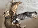 诚实一口P40全价猫粮成猫幼猫室内外80%鲜肉高蛋白长肉美毛鸡鱼味1.5kg 实拍图