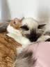 Orijen【宠物金选】渴望猫粮  成猫幼猫粮 原味鸡肉进口5.4kg效期27/1 实拍图