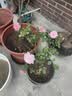 九千谷加仑花盆 高5加仑升级款 园艺绿植花盆塑料花盆30*30cm 2个装5945 实拍图