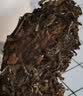 天福茗茶贡眉白茶 正宗白茶鲜叶 馈赠亲朋好友茶礼 336G棉纸装 实拍图