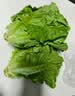 新鲜生菜生吃即食意大利生菜新鲜生菜沙拉蔬菜生菜火锅烤肉涮菜 带箱5斤（净重 4.6斤）新鲜意大利生菜 实拍图