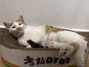instinct天然百利猫粮进口无谷鸡肉幼猫粮专用4.5磅/2kg 实拍图