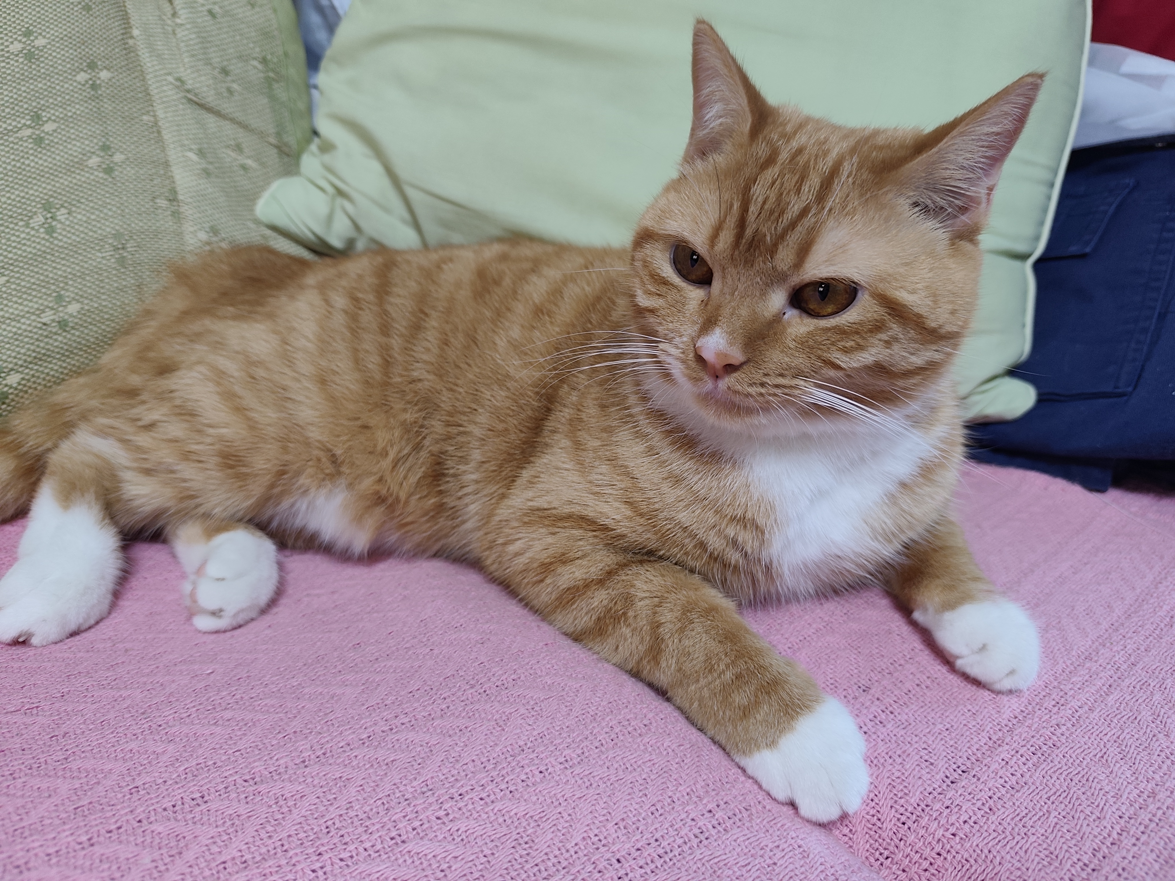 pidan猫砂 超细豆腐膨润土混合猫砂6.18KG*3包 整箱装皮蛋猫砂自营 实拍图