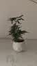 文竹盆栽绿植花卉盆景植物室内客厅水培文松云竹文竹大苗四季常青 小文竹【2棵更实惠】原土球发货 高度15-25cm 实拍图