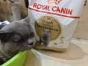 皇家英短成猫粮 BS34 通用粮 12月以上 4.5KG【宠物金选】 实拍图