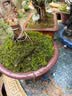 柯必达青苔藓鲜活苔藓微景观植物盆景盆栽水陆缸假山草造景材料白 大灰藓(15*8)cm 10盒 实拍图