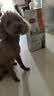 比瑞吉狗粮自然均衡系列 小型犬成犬粮2.2kg*3包 实拍图