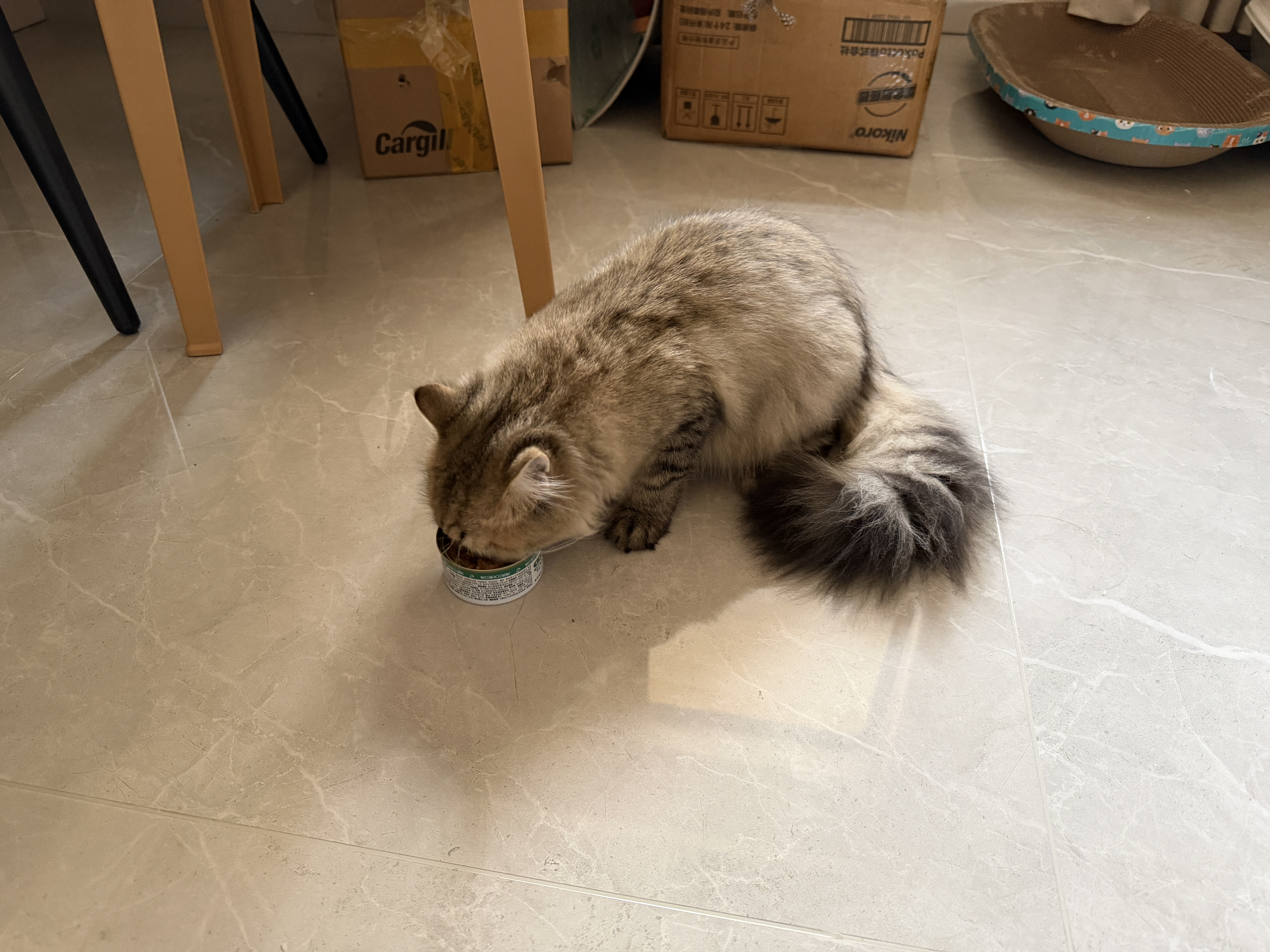 网易严选猫湿粮宠物零食浓汤大口肉罐头 鸡肉+三文鱼85g*6罐 实拍图