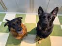 Orijen【宠物金选】渴望狗粮 成犬幼犬原味鸡肉进口犬粮11.4kg效期27/11 实拍图