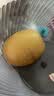 佳沛（zespri）新西兰 金奇异果特大果15粒134-146g猕猴桃水果礼盒 实拍图