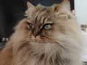 BNBNO猫包太空舱双肩包大容量宠物背包书包便携外出猫咪狗狗防应激猫笼 实拍图
