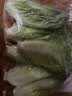 【烧烤季】钟灵山罗马生菜400g 实拍图