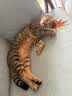 皇家猫粮 室内成猫粮 I27 通用粮 12月以上 2KG 实拍图
