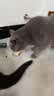 多特思猫罐头猫湿粮主食罐浓汤补水罐猫咪零食下午茶金瓜奶露60g*6罐 实拍图
