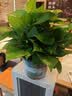 京东绿植绿萝盆栽除甲醛花卉绿植办公室新房净化空气180加仑4盆装源头直发 实拍图