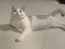 喔喔（WOWO）猫粮 igy冻干生骨肉双拼全价猫干粮 成猫幼猫全期猫粮1.8kg 实拍图