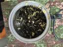 碧潭飘雪茉莉花茶 峨眉山茶特级50g 爆款小蓝罐花茶 35008 实拍图