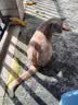 皇家猫粮 幼猫猫粮 幼猫专用 K36 通用粮 4-12月 400g 实拍图