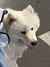 疯狂小狗狗粮全犬种鸭肉梨冻干粮幼犬成犬通用100g 实拍图