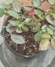 HB-101植物活力素营养液50ml促生长兰花多肉僵苗生根液养花植物通用 实拍图