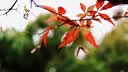 适马（SIGMA）30mm F1.4 DC DN Contemporary 半画幅 大光圈定焦镜头 微单人像直播（索尼E卡口） 实拍图