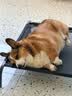 Orijen渴望狗粮 六种鱼 幼犬成犬全价鱼肉美毛进口犬粮11.4kg效期27/9 实拍图