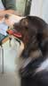 比瑞吉狗粮小型犬中大型犬爱不将就系列狗粮冻干三拼鸭肉梨通用犬粮10kg 实拍图
