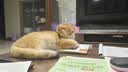 LEGENDSANDY蓝氏全价猫粮成猫幼猫生骨肉冻干粮 猎鸟乳鸽500g 实拍图