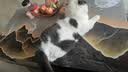 麦富迪猫粮 超肉粒冻干双拼成猫粮美毛护肠三文鱼10kg/20斤【宠物金选】 实拍图