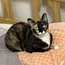 诚实一口P32全价猫粮成猫幼猫室内外低敏轻松蛋白易消化守护肠胃营养 6kg 实拍图