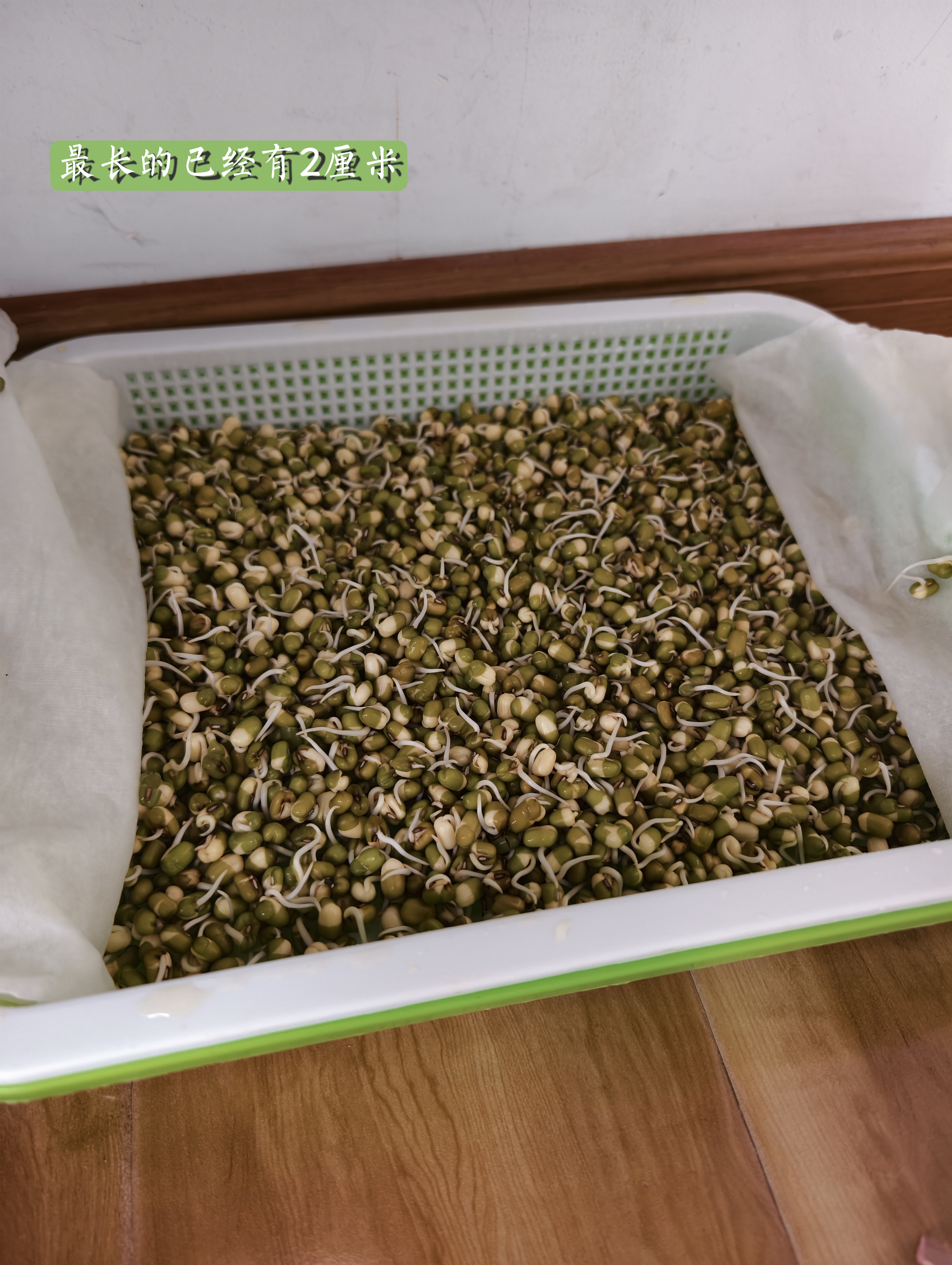 北蔬 育苗盘育苗发芽盆水培蔬菜保温带盖苗菜无土栽培 加深育苗盘2个 实拍图