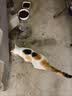 好主人（CARE）金装好主人猫粮无谷猫粮全价成猫通用80%含肉量10kg【宠物金选】 实拍图