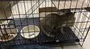 憨憨宠猫笼折叠猫笼子大号猫别墅加粗加密双层猫舍猫窝宠物猫咪用品家用 黑色 600双层 实拍图